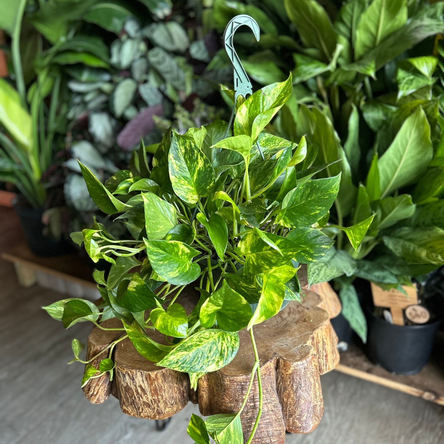 Golden Pothos 10" HB