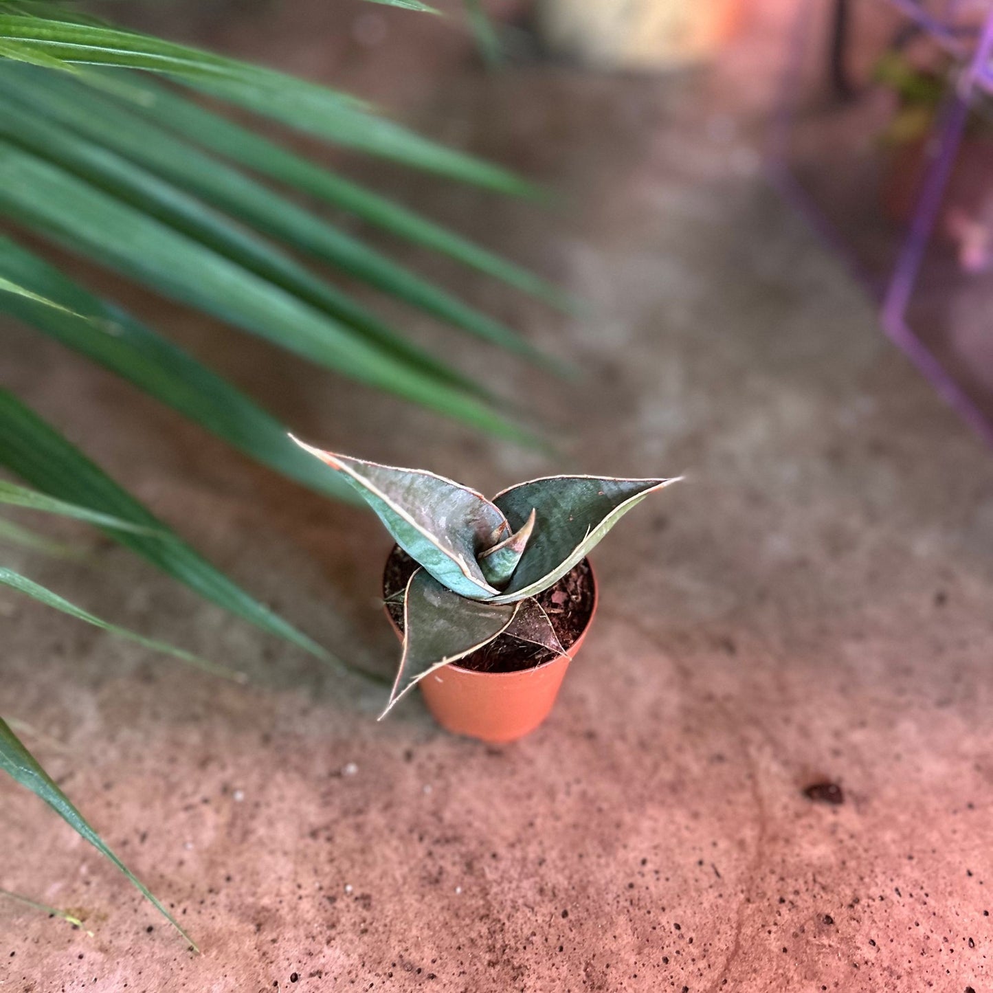 Sansevieria Pinguicula 2"