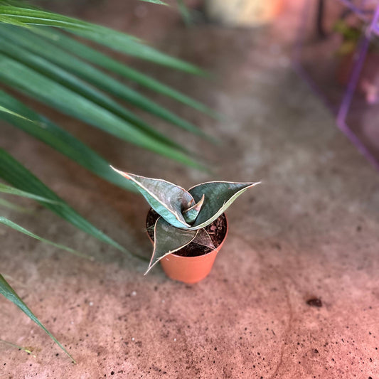 Sansevieria Pinguicula 2"