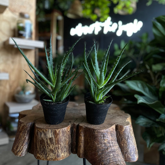 Hedgehog Spineless Aloe 4"