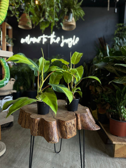 Philodendron Thai Sunrise 4"