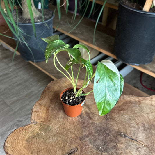 Epipremnum Pinnatum Albo Variegata 2"
