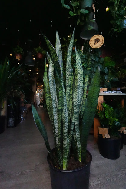 Sanseveria Zeylanica (Green Snake) 14"