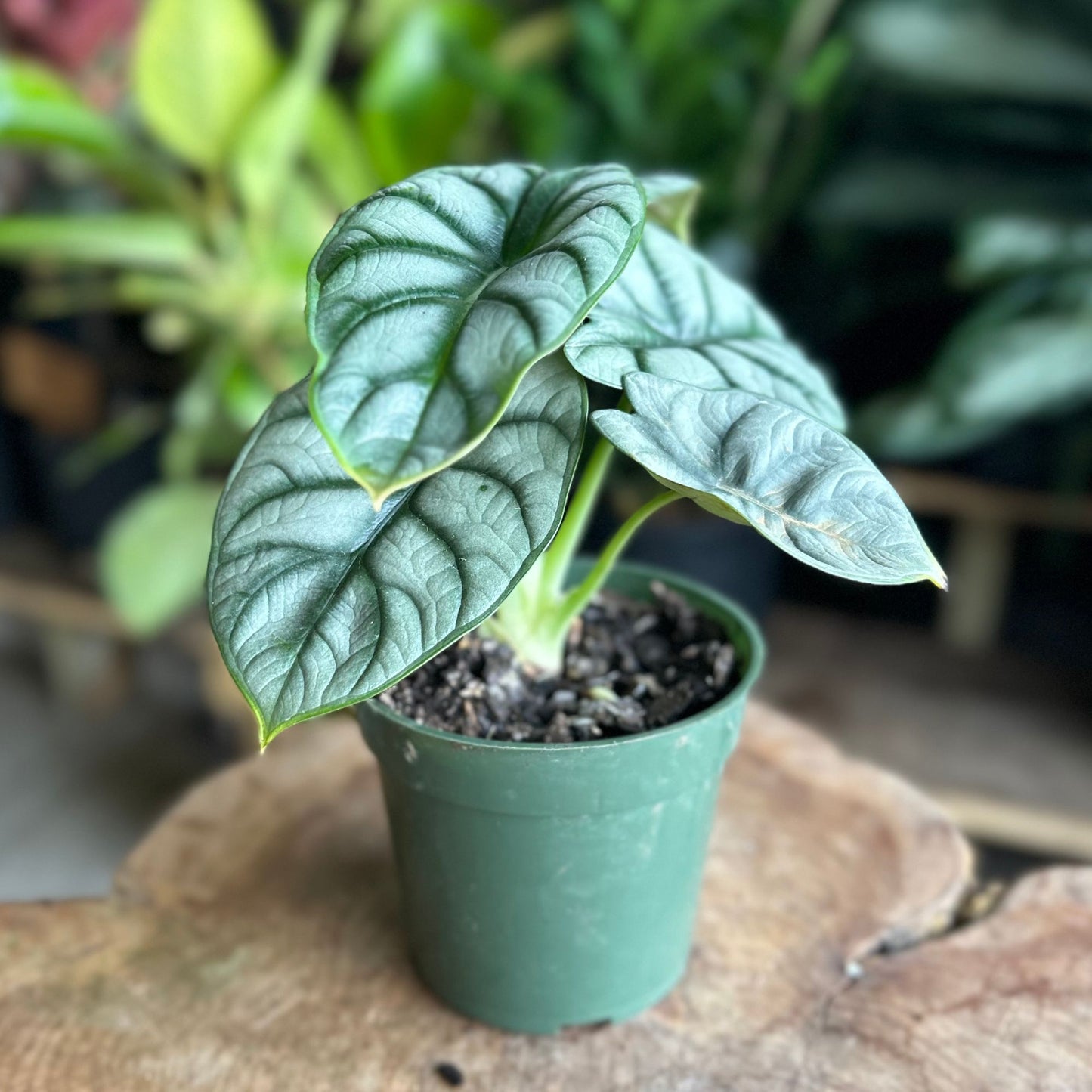 Alocasia Silver Dragon 4"
