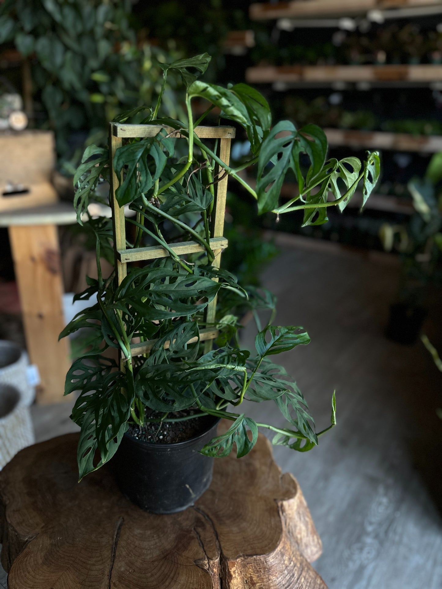Monstera Adansonii (Swiss Cheese) 8"