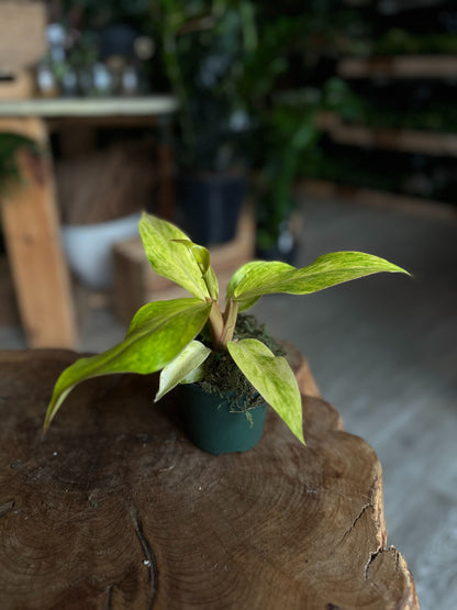 Philodendron Painted Lady 4"