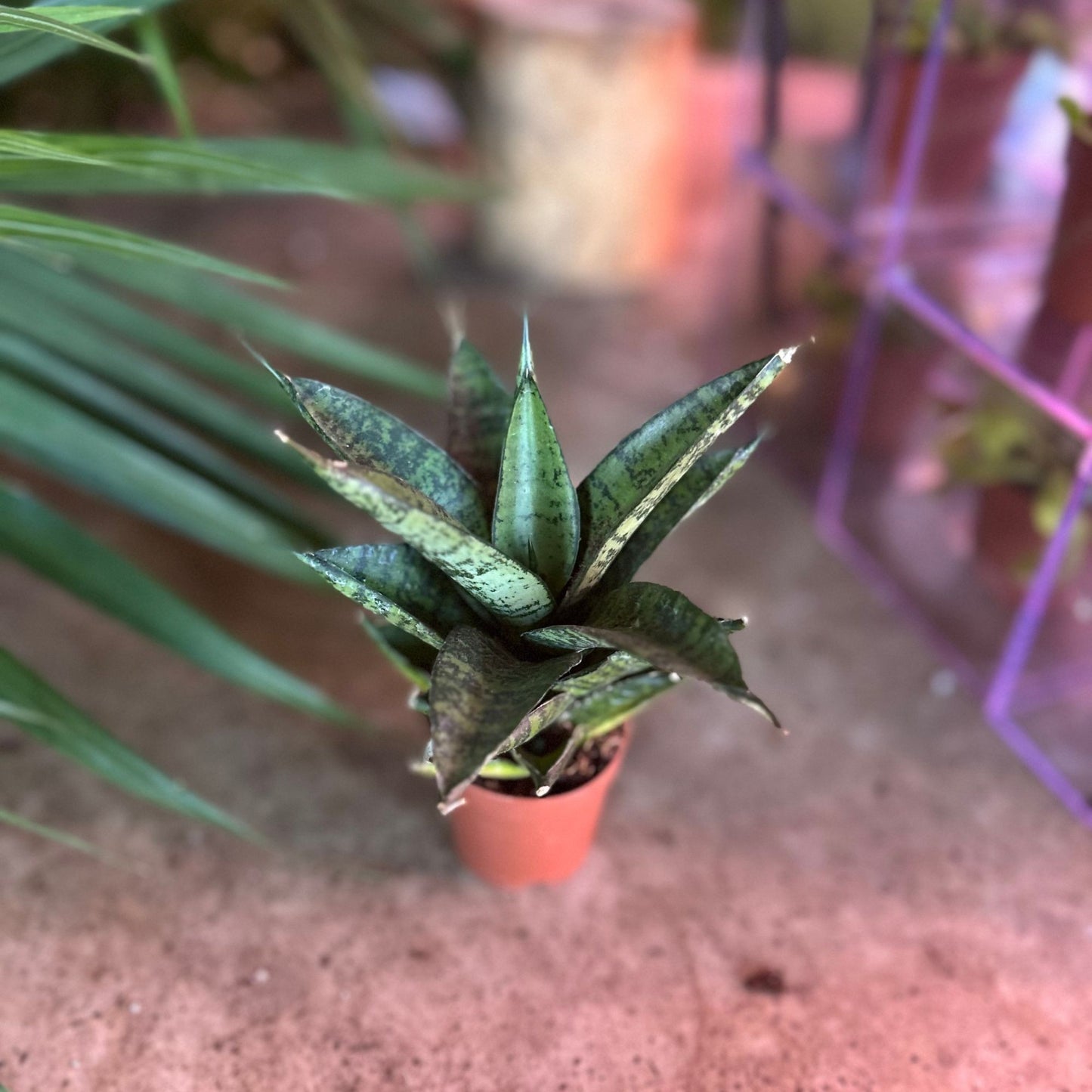 Sansevieria Pagodah Black 2"
