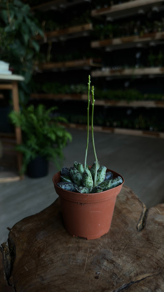 Adromischus Festivus 3"