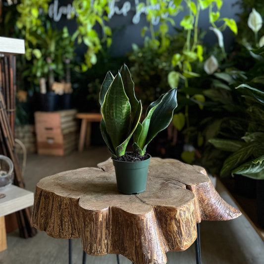 Sansevieria Fabi 4”