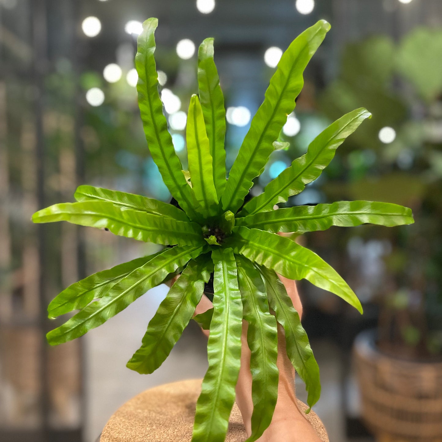 Bird's Nest Fern 4"