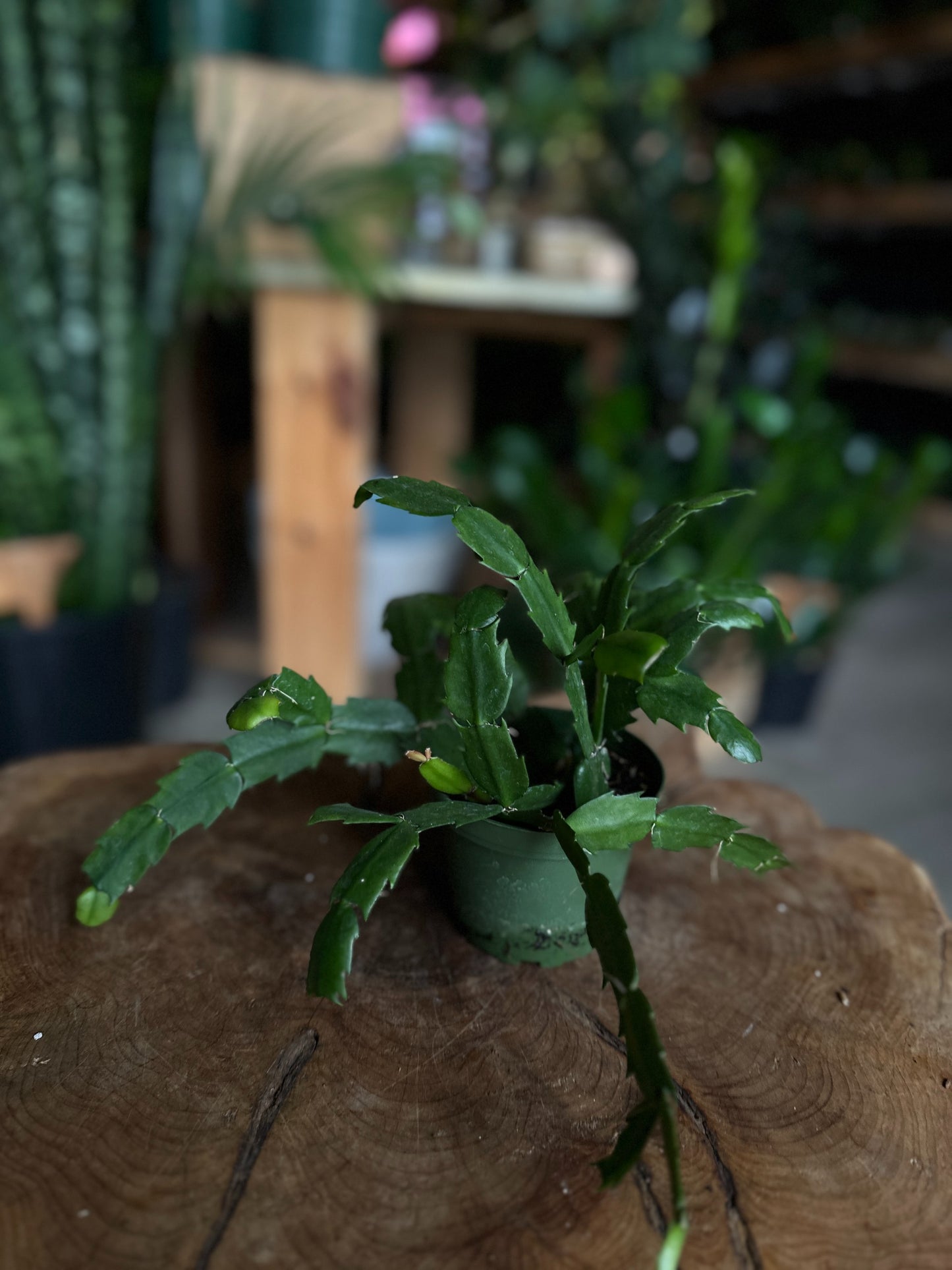 Christmas Cactus (Zygo) 4"