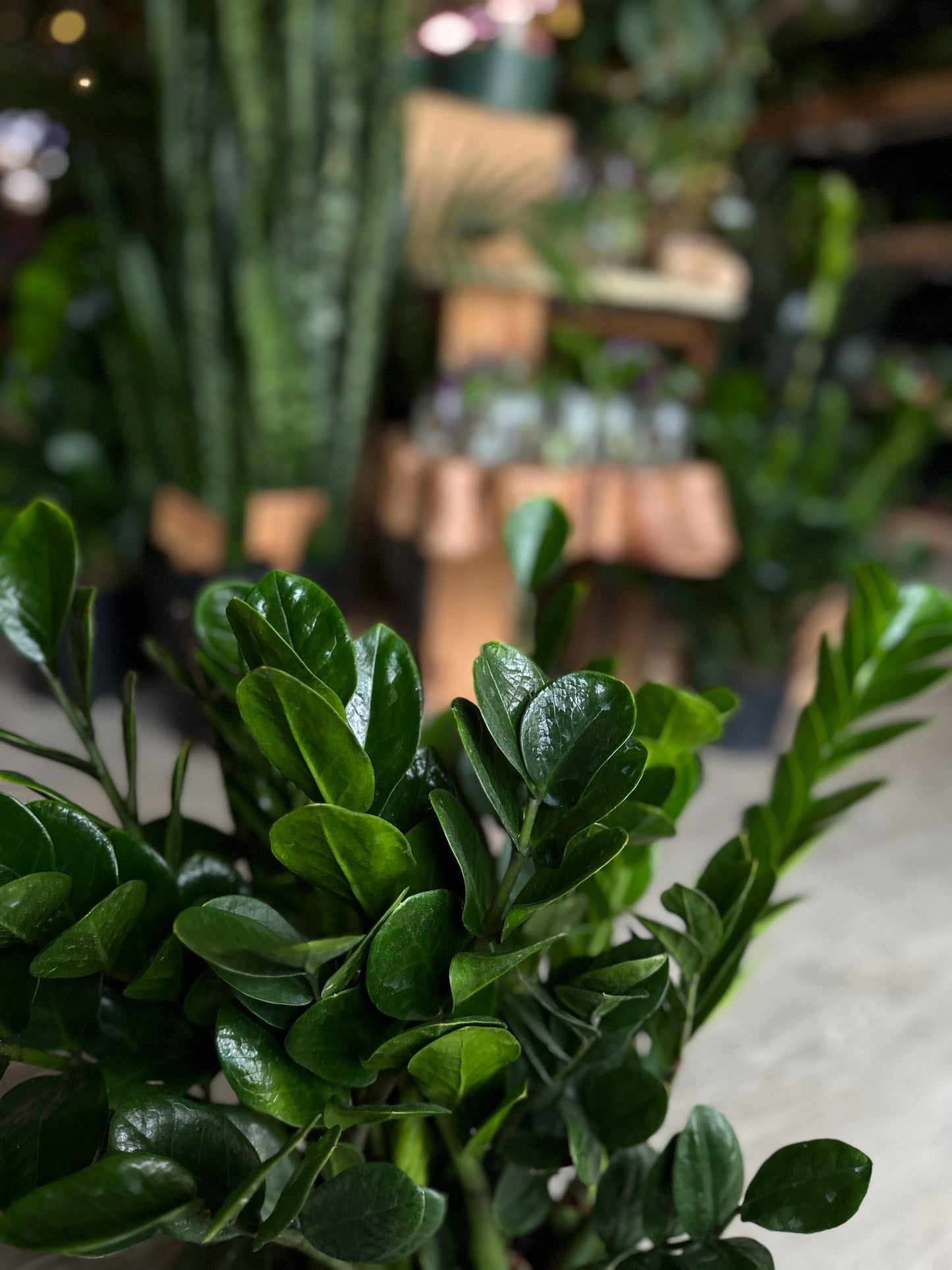 ZZ Plant Midori 8"