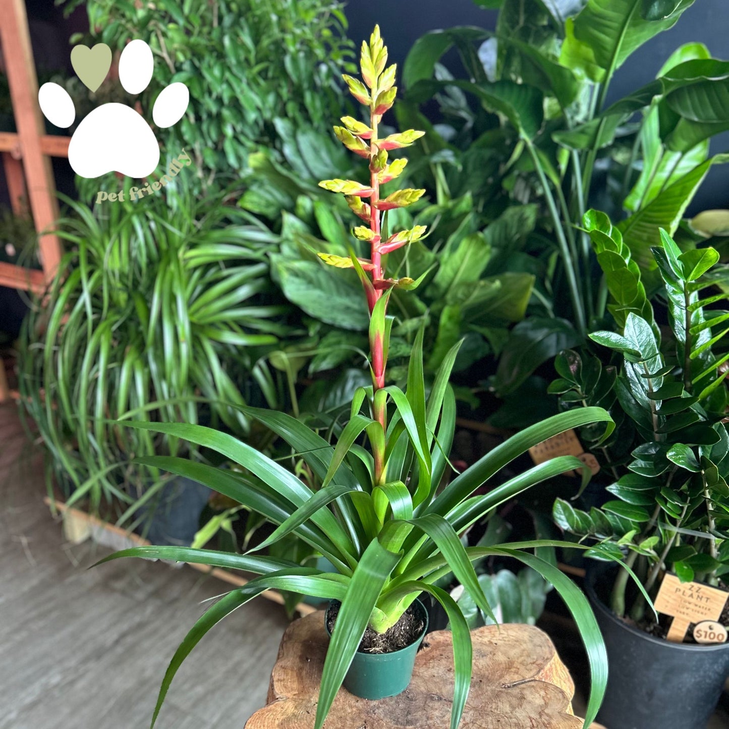 Bromeliad Guzmania Rebel 5"