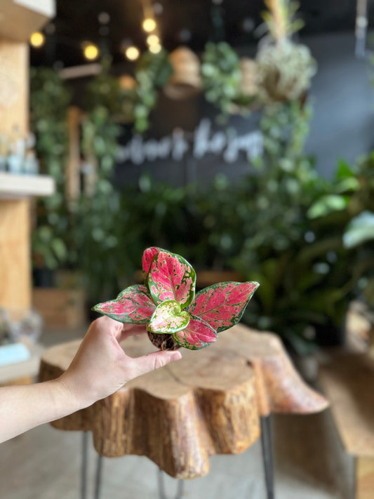 Aglaonema Very Very Red 2”