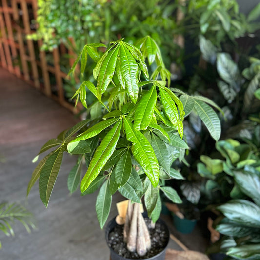 Money Tree Braided 10”