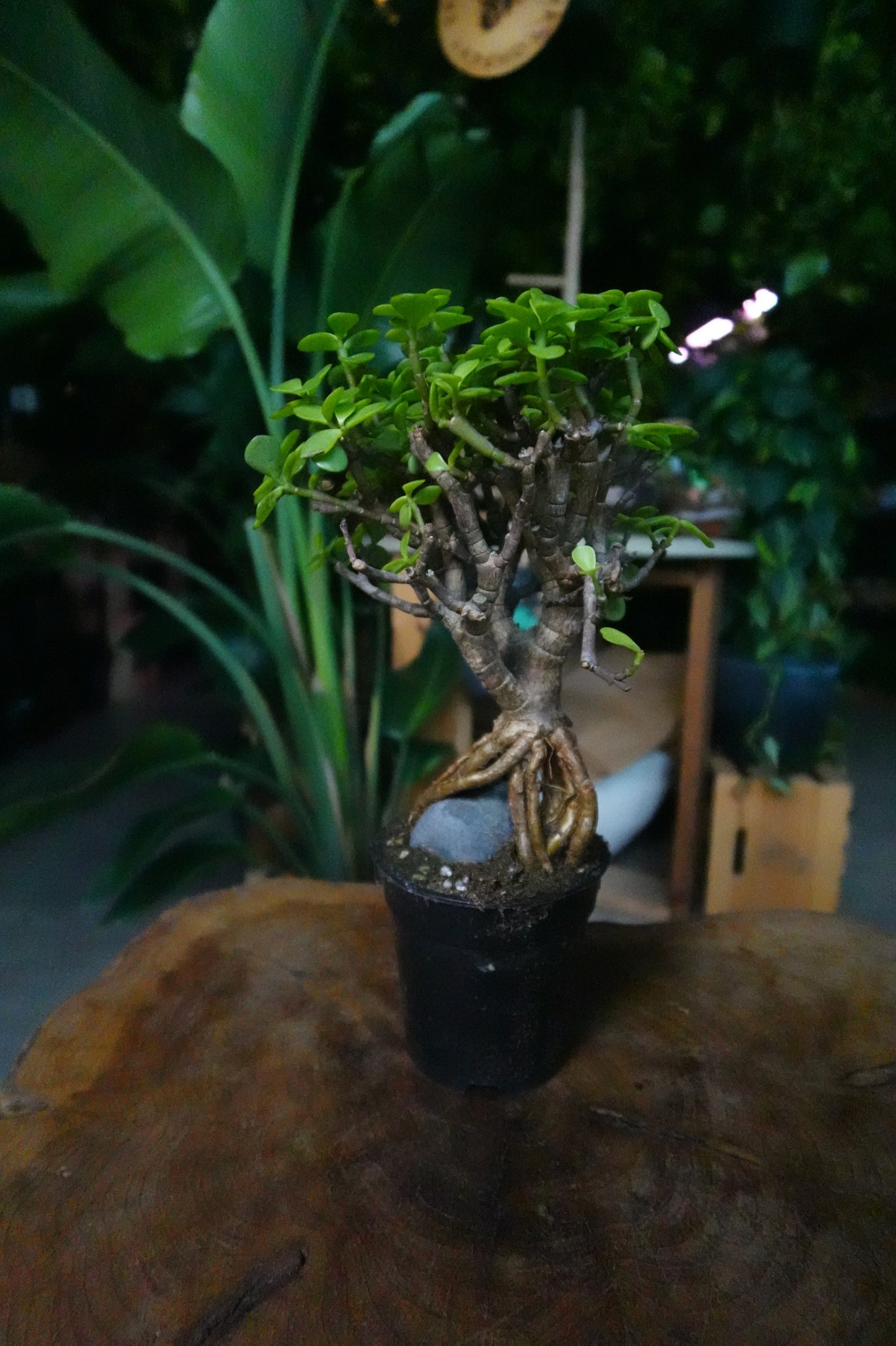Portulacaria Afra Root Over Rock Bonsai 4"