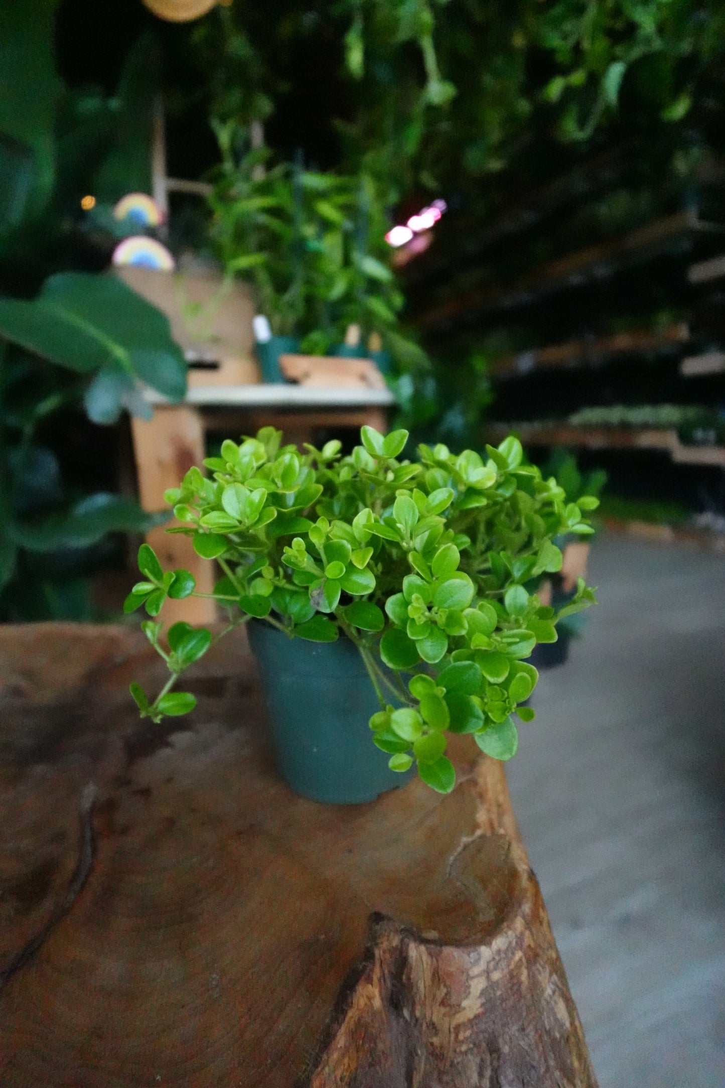 Peperomia Rotundifolia 4"