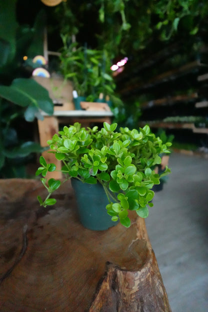 Peperomia Rotundifolia 4"