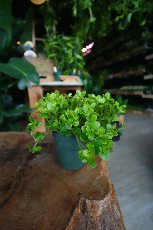 Peperomia Rotundifolia 4"