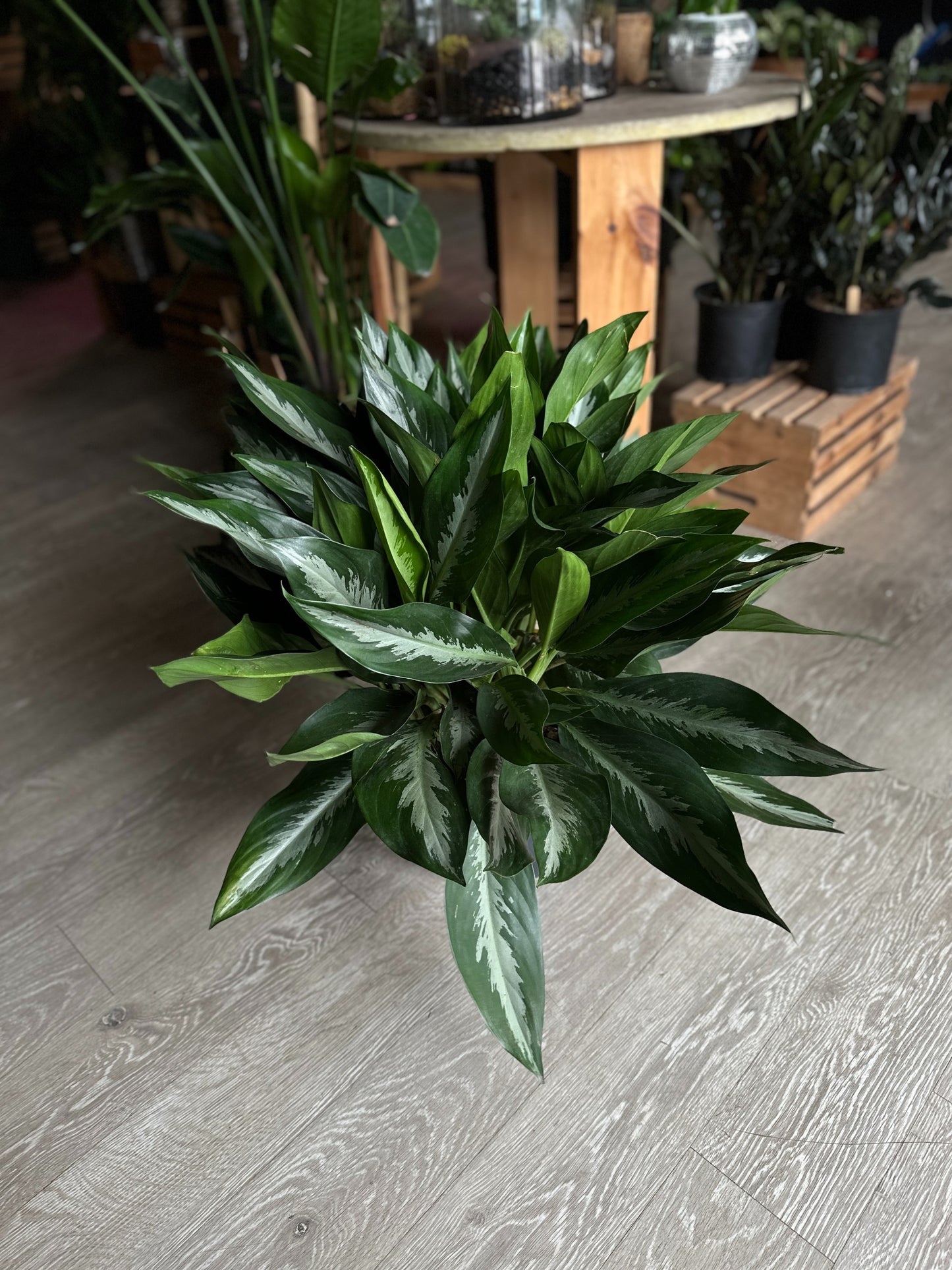 Aglaonema Stiletto 10"