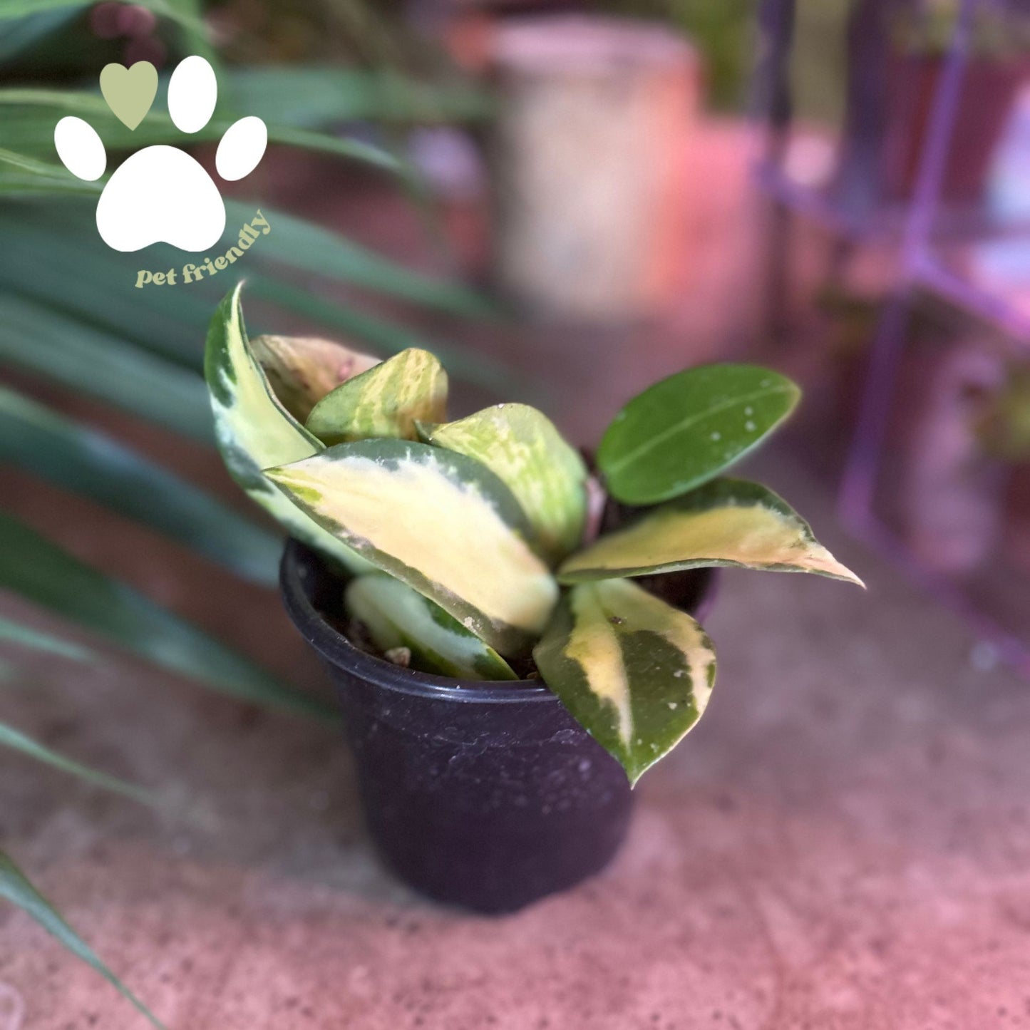 Hoya Acuta 4"