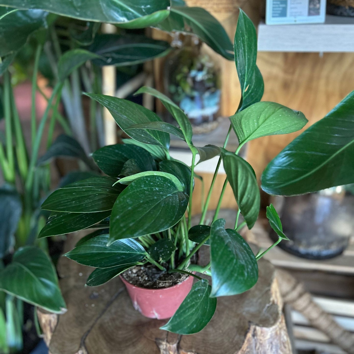 Rhaphidophora Pinniatum Dragon Tail 6"