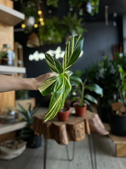 Shell Ginger Plant 4”