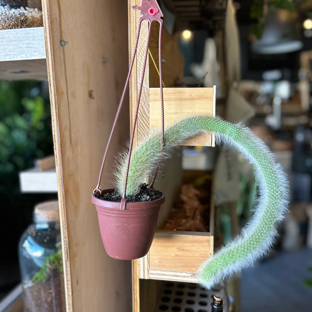 Monkey Tail Cactus 4" HB