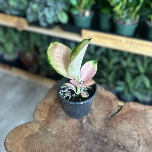 Aglaonema Golden Love 4"