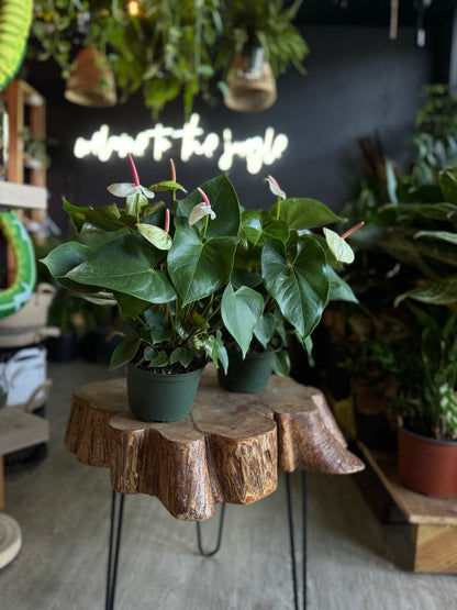 Anthurium White Heart 6”
