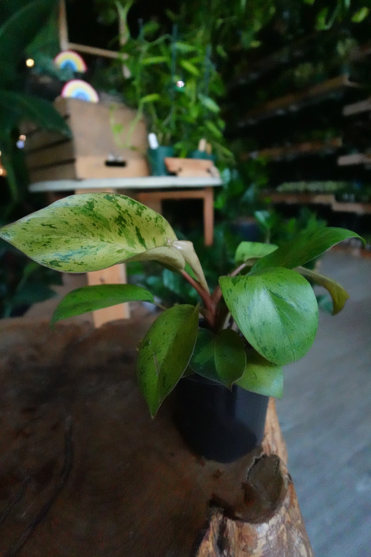 Philodendron Congo Mint Marble 4"