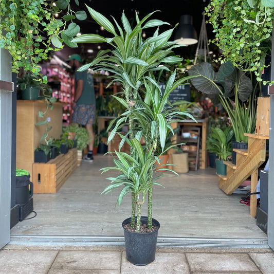 Dracaena Warneckii Ulises Cane 9”