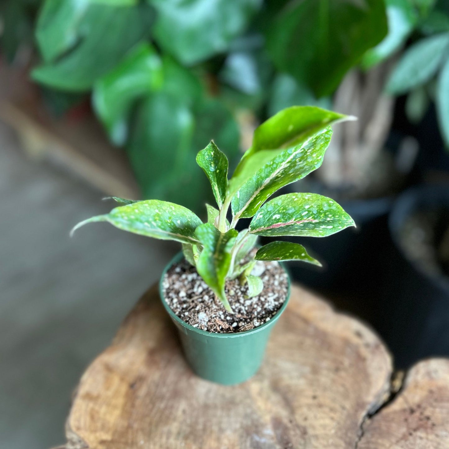 Aglaonema Night Sparkle 4”