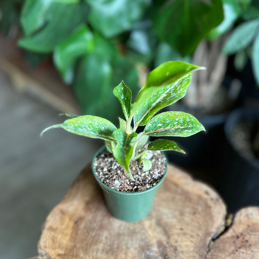 Aglaonema Night Sparkle 4”