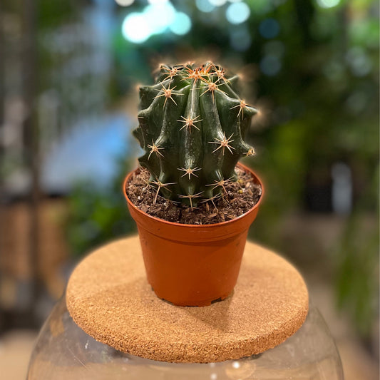 Cactus Mix 4”