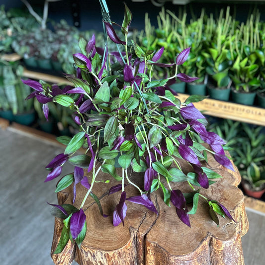Tradescantia 8" HB