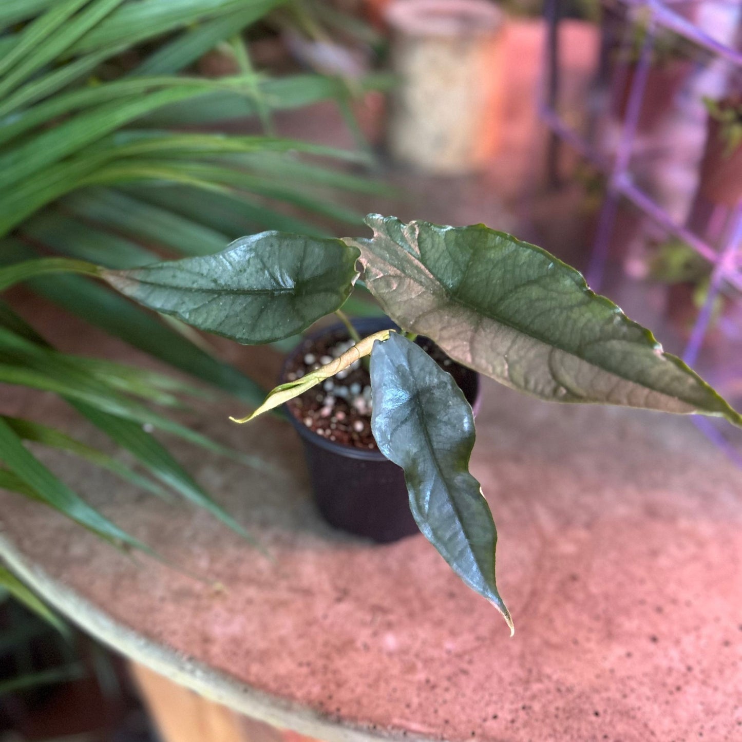 Alocasia Dragon Breath 4"