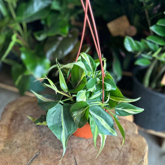 Philodendron Rio 6” HB