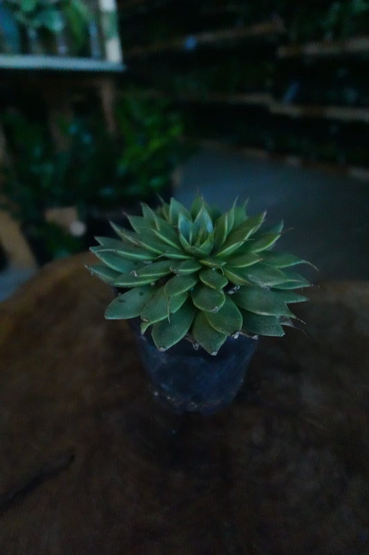 Echeveria 4”