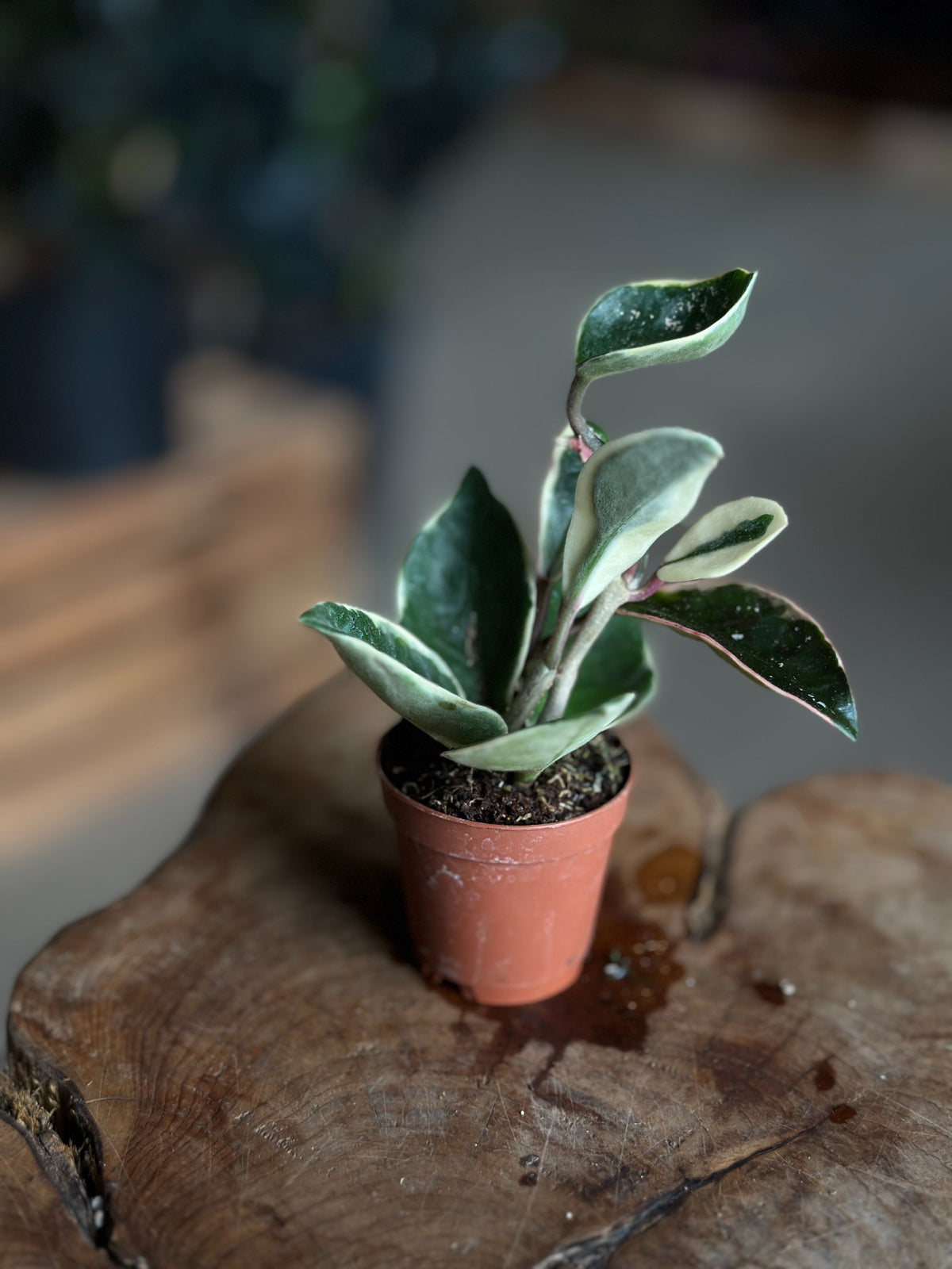 Hoya Krimson Queen 2"