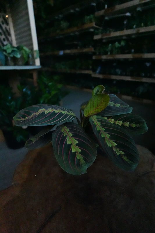 Prayer Maranta Red 4"