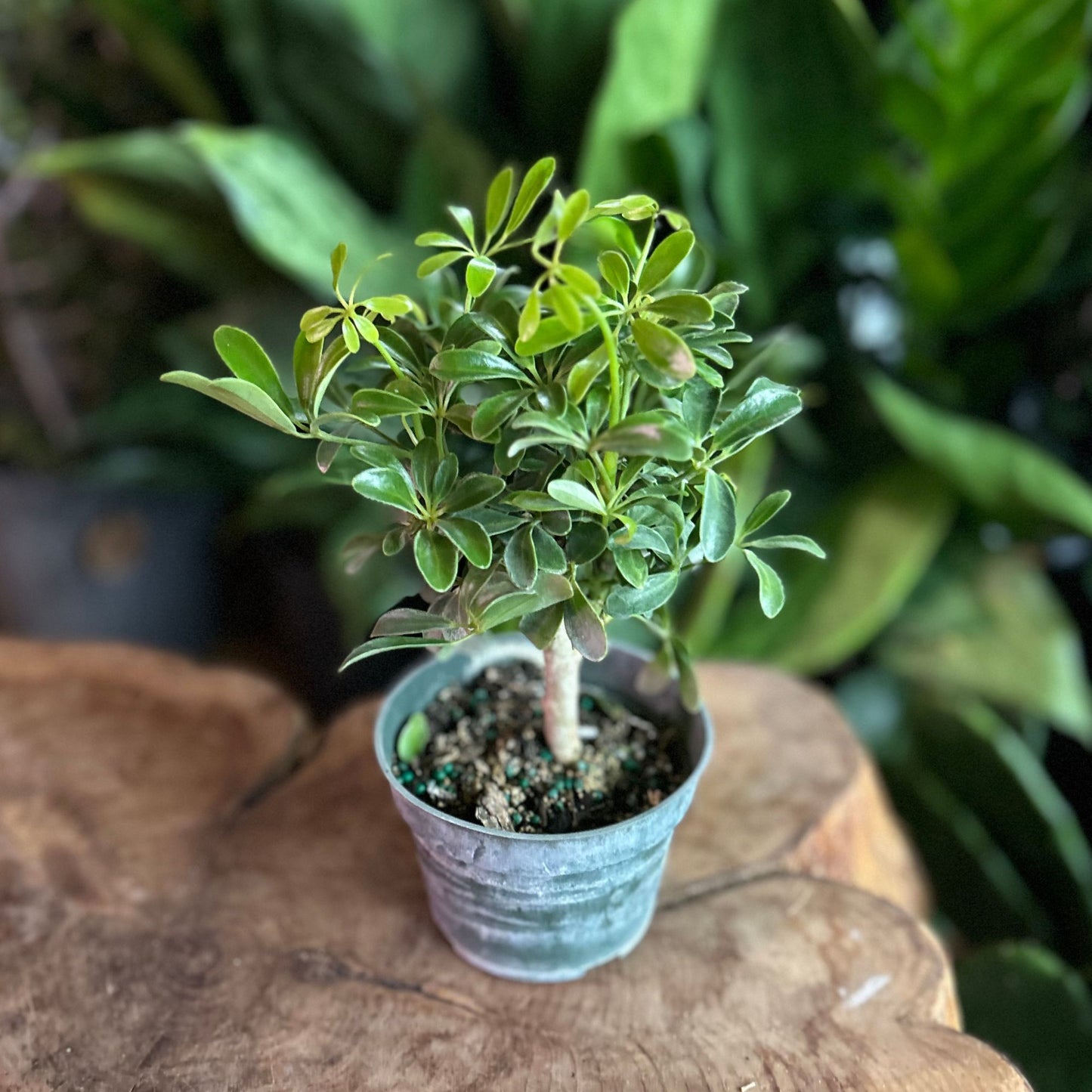 Luseanne Arboricola 4"