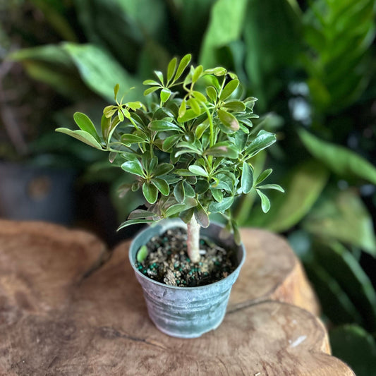 Luseanne Arboricola 4"