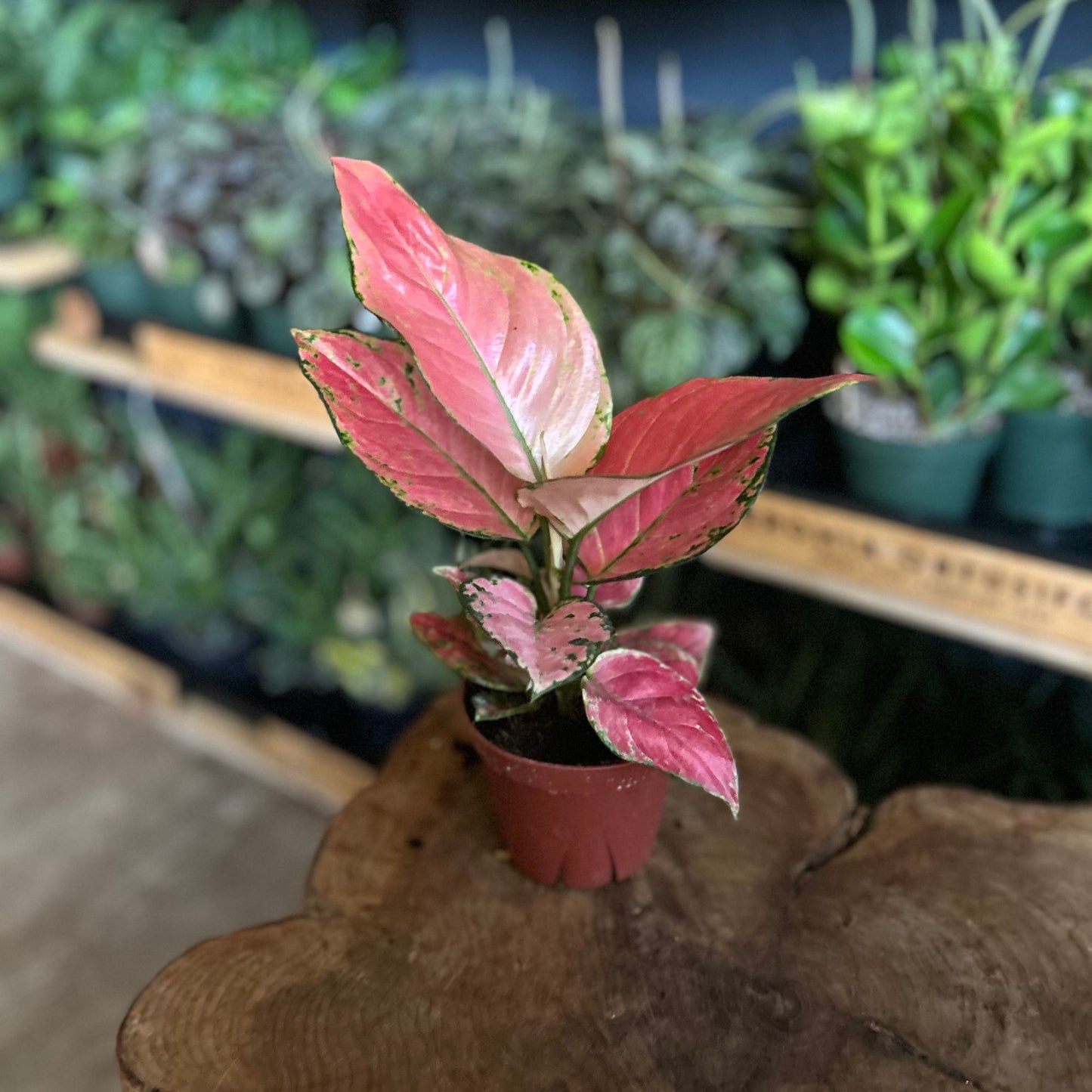 Aglaonema Geely Red 4"
