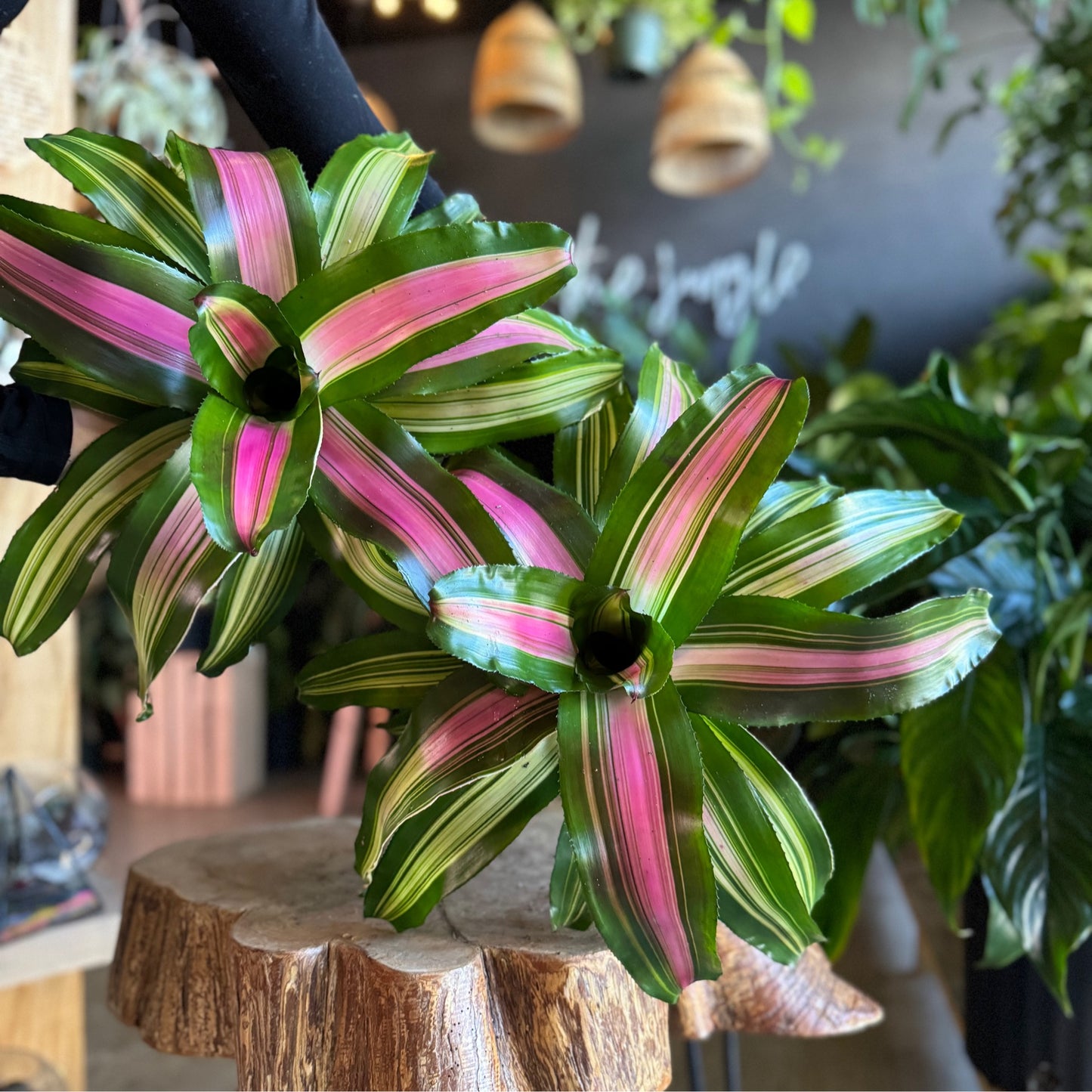 Bromeliad Neo Wolfgang 6”