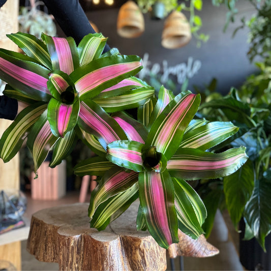 Bromeliad Neo Wolfgang 6”