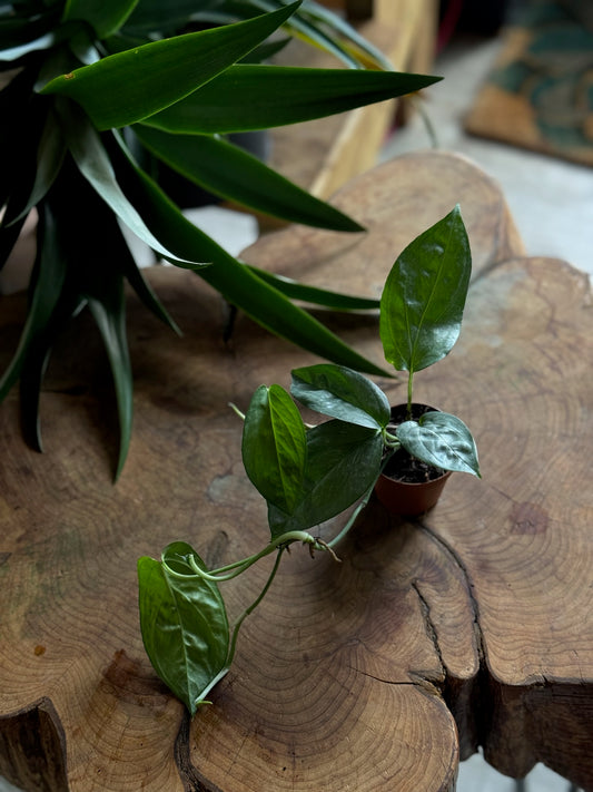 Amydrium Spiderman Monstera 2”