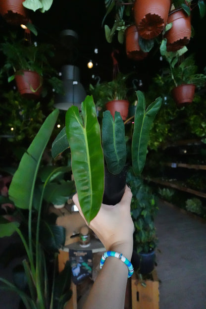 Philodendron Billeatiae 4"