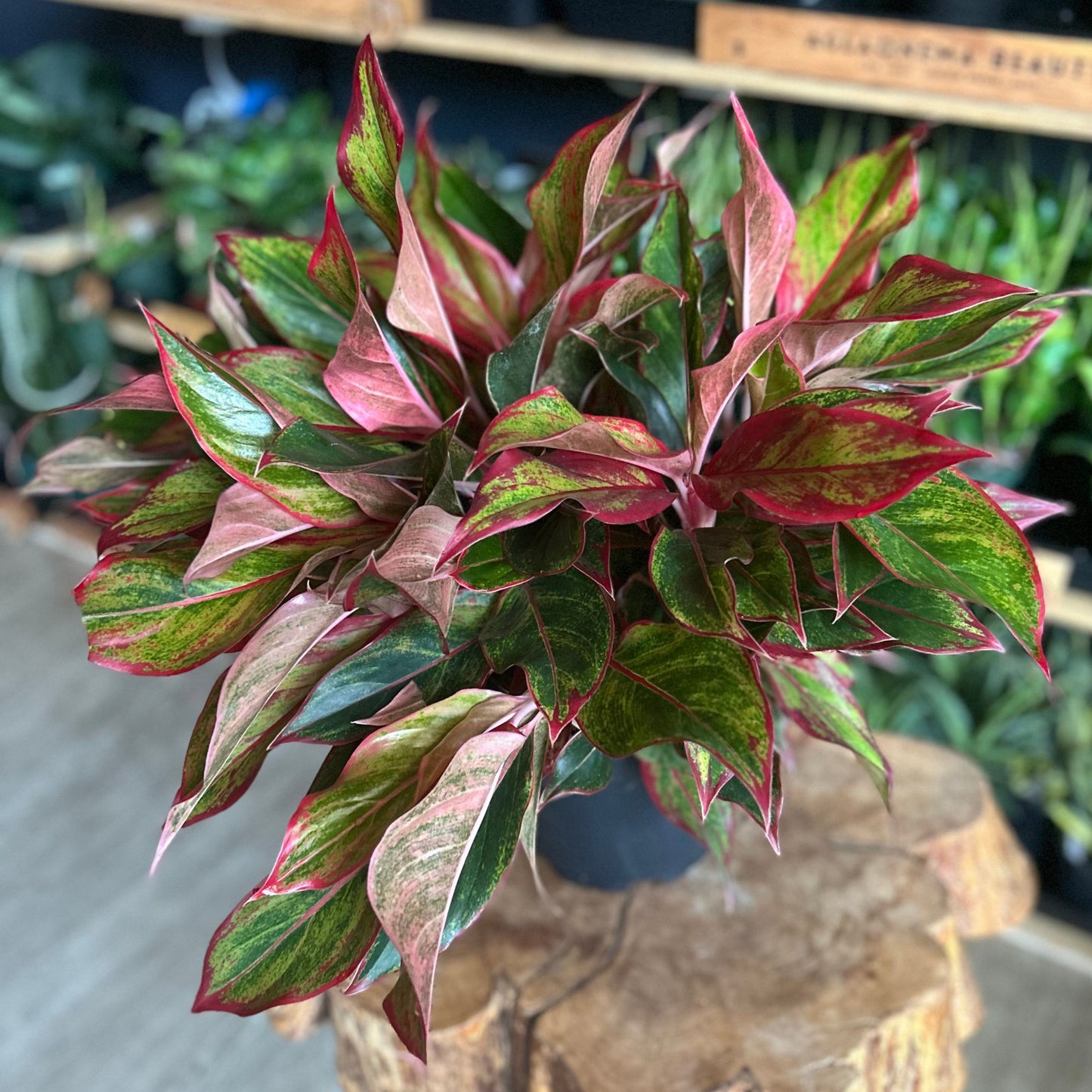 Aglaonema Red Siam 8”