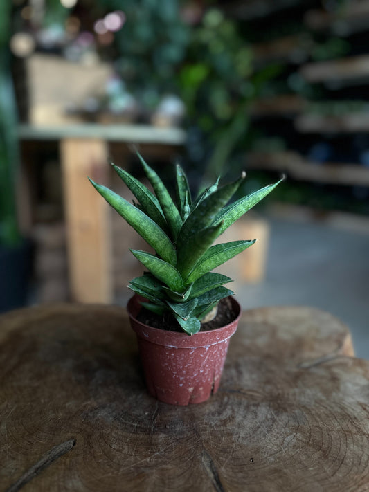 Sansevieria Green Pagoda 4"